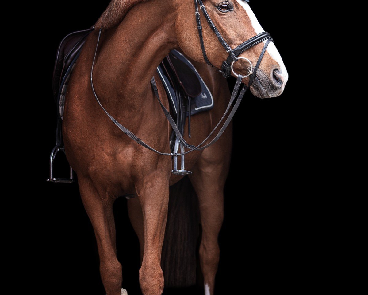 jumper Fayenne 14 (Hanoverian, 2007, from For Play)
