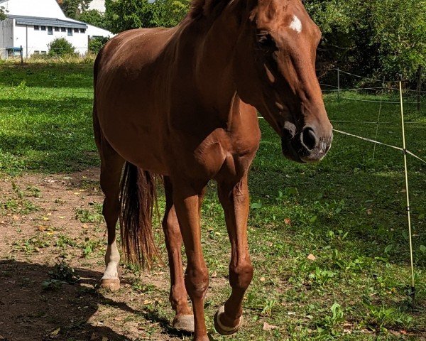 horse Sharon (Hanoverian, 2018, from Sensation)