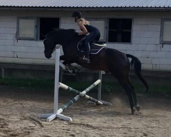 horse Reiner Luxus (German Sport Horse, 2006, from Rubinero 2)