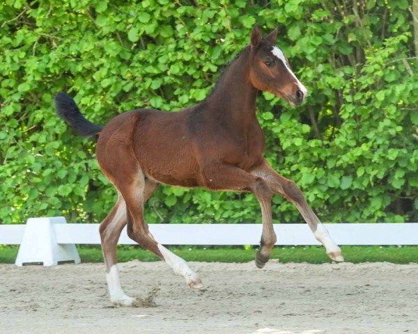 horse Heartbeat (Westphalian, 2024, from Heartbreaker)