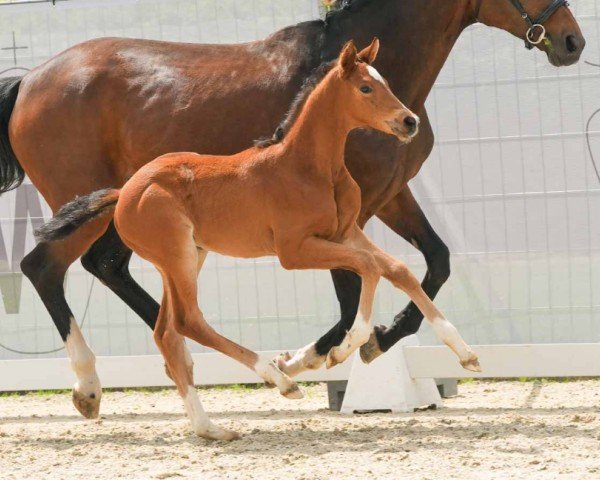 horse Viola (Westphalian, 2024, from Velvedere)