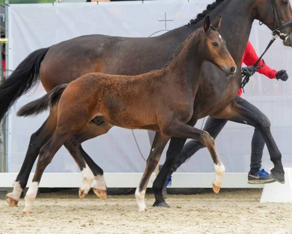 stallion Escarius (Westphalian, 2024, from Escaneno)