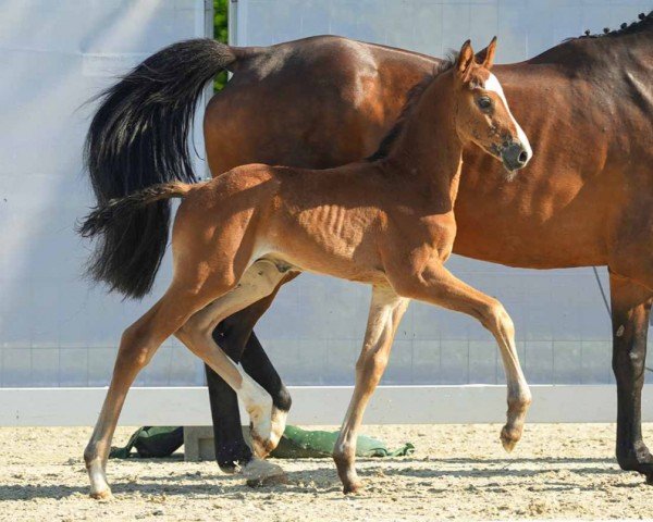 horse Calimero (Westphalian, 2024, from Cornet Obolensky)