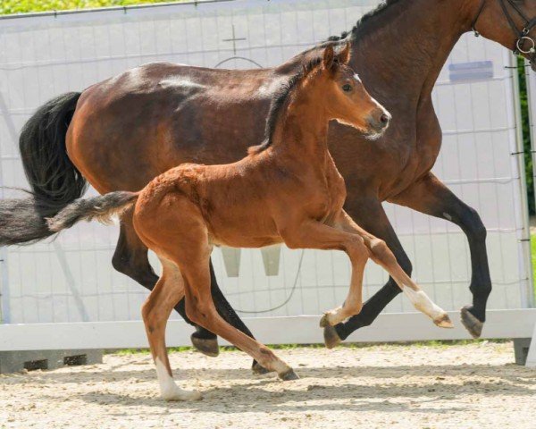 horse Aha (Westphalian, 2024, from Alaba 2)