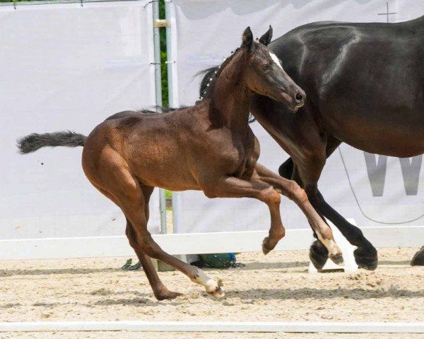 horse Diamant Hero (Westphalian, 2024, from Diamantenglanz)