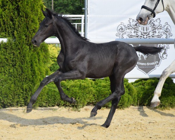 Pferd Concalido EM (Westfale, 2024, von Con Corneto)