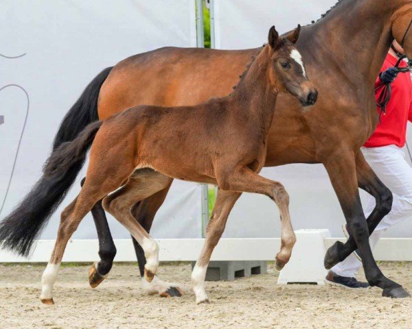 horse Escalera K (Westphalian, 2024, from Escaneno)