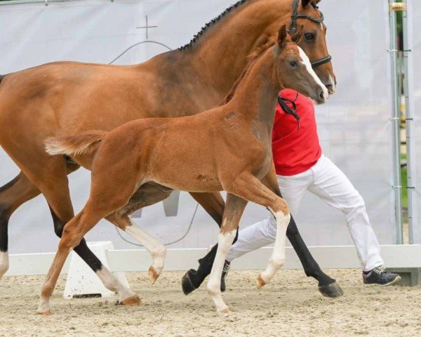 horse Paradise Bay (Westphalian, 2024, from Perigueux)