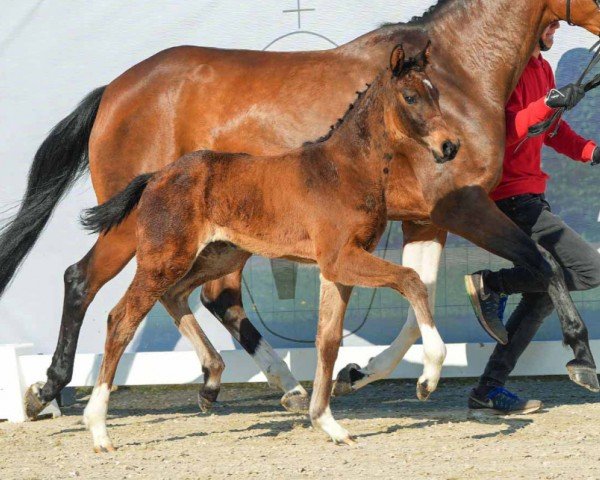 horse Visalia (Westphalian, 2024, from Van Vermeer OLD)