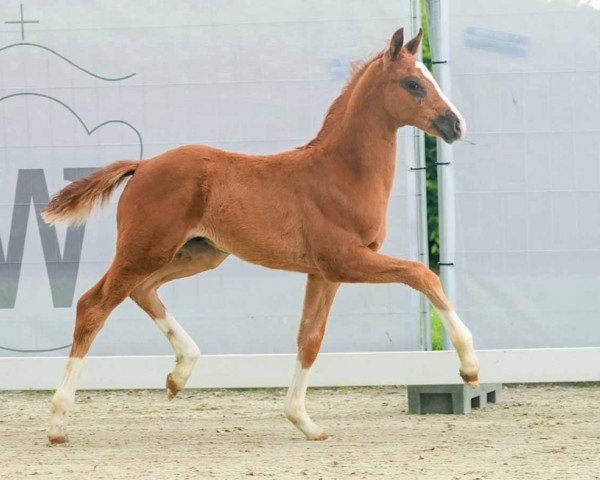 horse Falco WF (Westphalian, 2024, from Farrell)