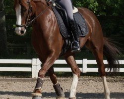 Zuchtstute Proud Giulietta (Deutsches Reitpony, 2018, von Dance Star AT NRW)