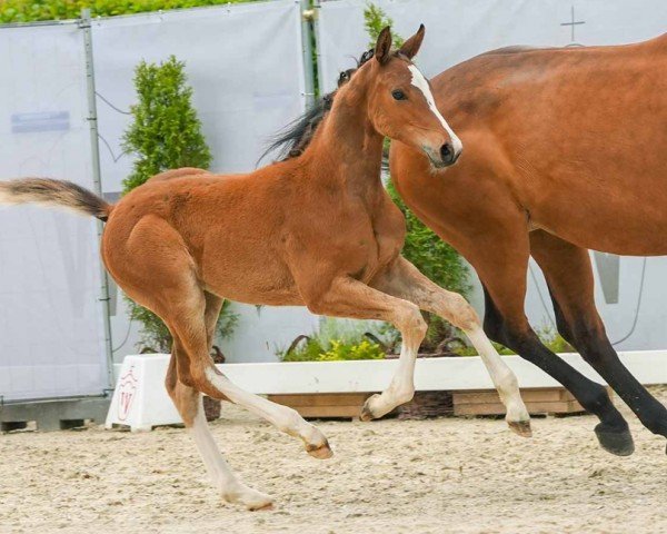 horse Carlo (Westphalian, 2024, from Cashmere)