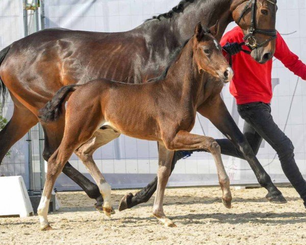 horse Drachenblut M.O. (Westphalian, 2024, from Diamantenglanz)