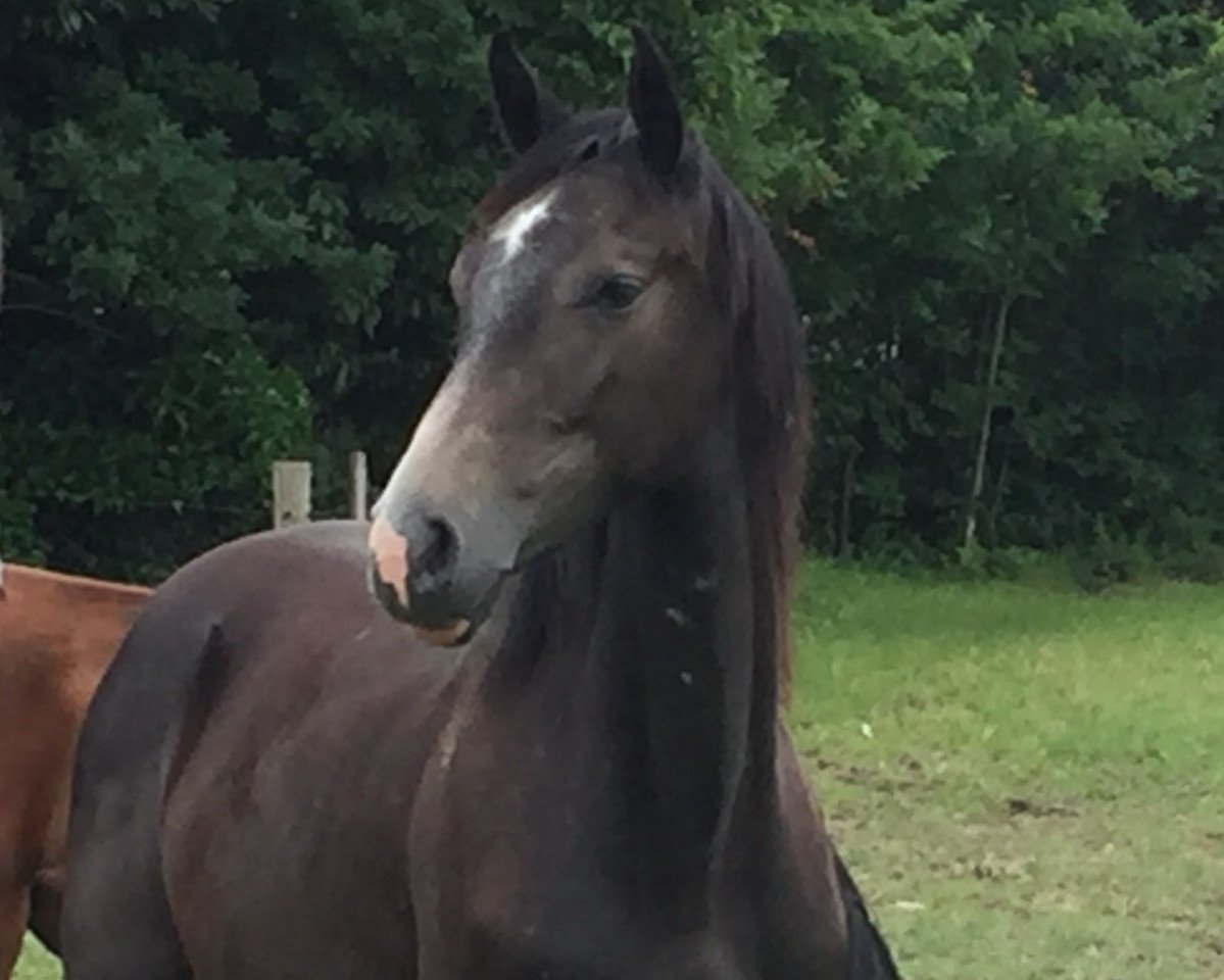 Pferd Casalla (Holsteiner, 2015, von Casall Ask)