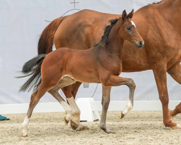 horse Enchantment (Westphalian, 2024, from Escaneno)