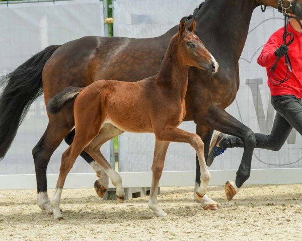 horse Vanilla (Westphalian, 2024, from Viva Vegas)