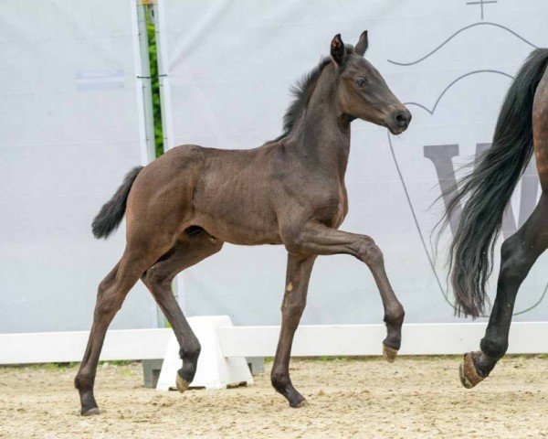 horse Megabite (Westphalian, 2024, from Mclaren)