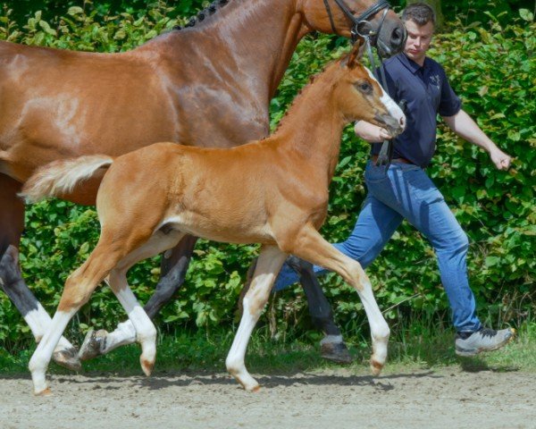 horse Der Rosenkavalier LN (Hanoverian, 2024, from Danciano)