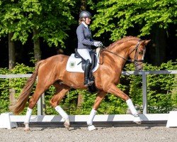 Deckhengst Zoomaton MW (Hannoveraner, 2019, von Zoom)