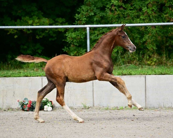 Pferd Zorro (Deutsches Sportpferd, 2023, von Zoomaton MW)