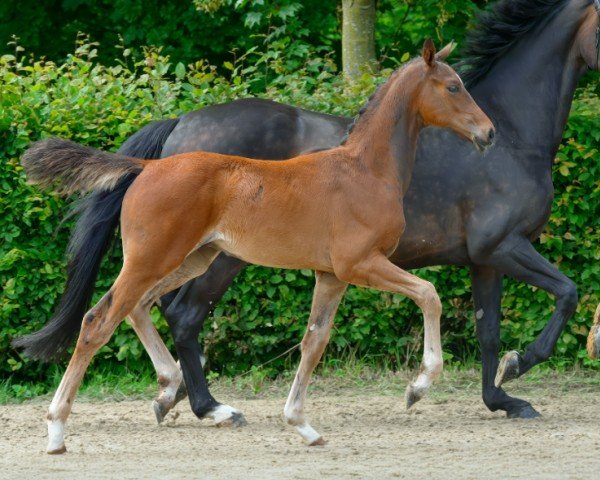 horse Ferdinand B (Hanoverian, 2024, from Fürst Zonik PS)