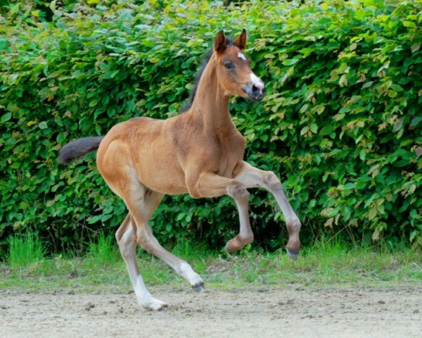 horse Dark Temptation (Hanoverian, 2024, from Diamantenglanz)