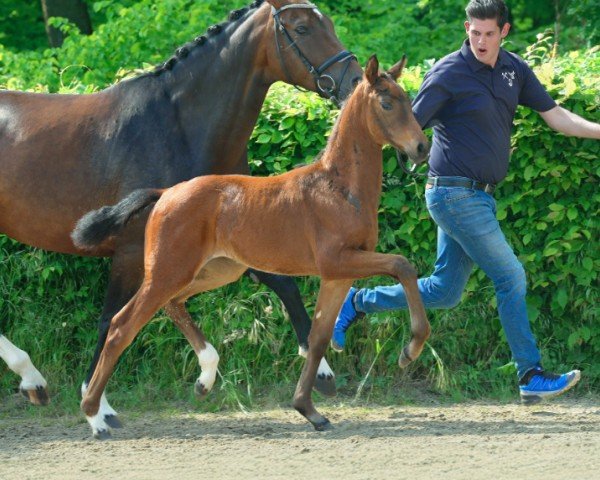 horse Elisajah (Hanoverian, 2024, from Escaneno)