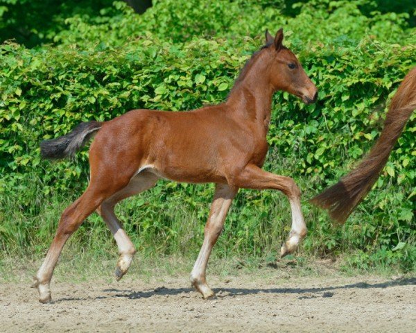 horse Falcao (Hanoverian, 2024, from Fynch Hatton)