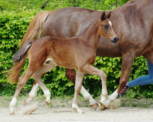 horse Banderas (Hanoverian, 2022, from FS Bloomberg)