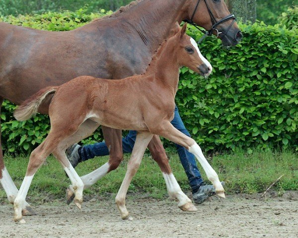 horse Bologna (Hanoverian, 2023, from FS Bloomberg)