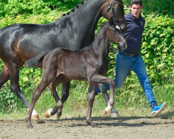 horse Vico (Hanoverian, 2024, from Vision)