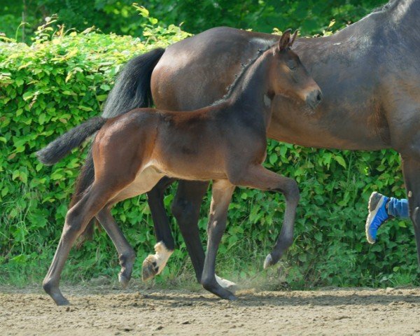 Pferd Ipanema (Hannoveraner, 2024, von Iowa Gold)
