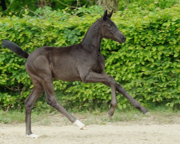 Pferd Ice Ice Baby (Hannoveraner, 2022, von Iowa Gold)