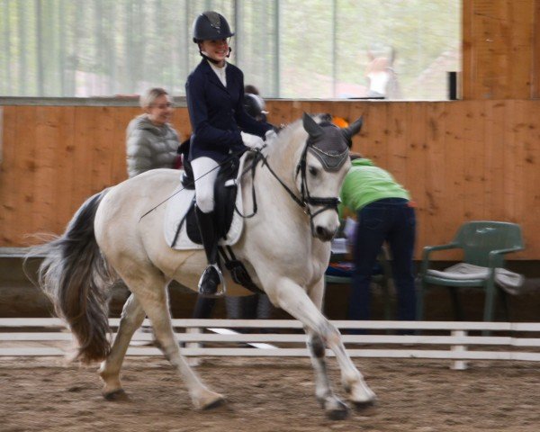 jumper Castlehill Boy (Connemara Pony, 2013, from Tempo Active Atlas)