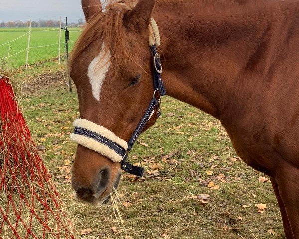 horse Daria Dela Esperanza (Arabian purebred, 2002, from FS Bengali ox)