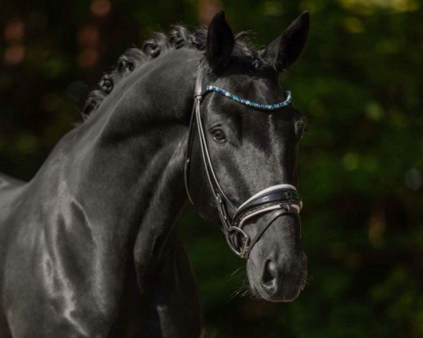 Pferd Touché Noir (KWPN (Niederländisches Warmblut), 2018, von Totilas)
