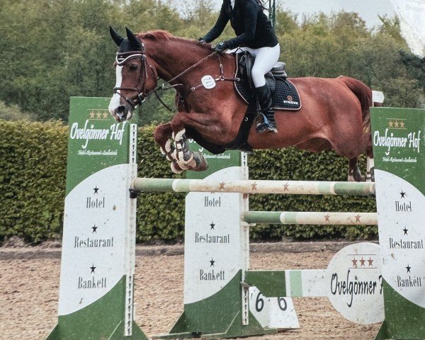 Springpferd Kunkels Kalistra (KWPN (Niederländisches Warmblut), 2015, von Don Diablo HX)