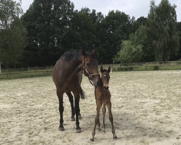 broodmare Corey Blue HS (Holsteiner, 2024, from Casino Grande)