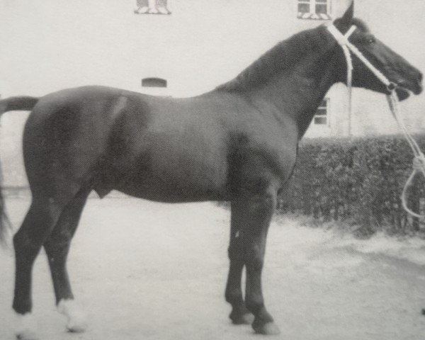 stallion Flugwind 1224 (Heavy Warmblood, 1963, from Flirt Mo 1173)