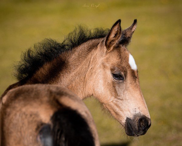 Zuchtstute For your Dreams only (Deutsches Reitpony, 2024, von Dream Date 7)