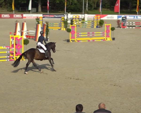 Reitturnier Westergellersen 2021