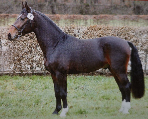 Deckhengst Epikur (Sächs.-Thür. Schweres Warmbl., 2005, von Epomeo)