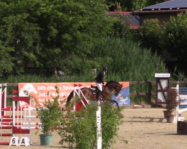 Reitturnier Schönfeld 2024