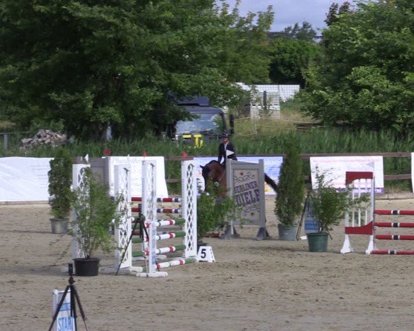 Reitturnier Schönfeld 2024