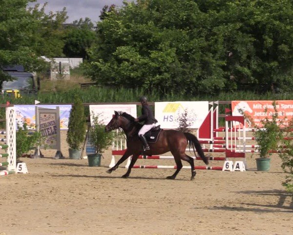 Reitturnier Schönfeld 2024