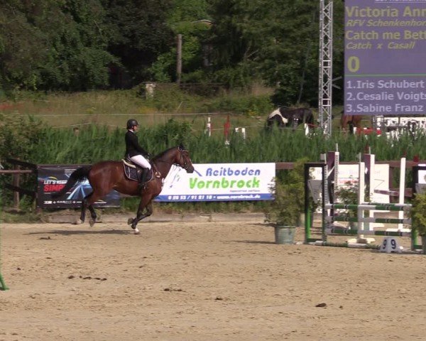 Reitturnier Schönfeld 2024