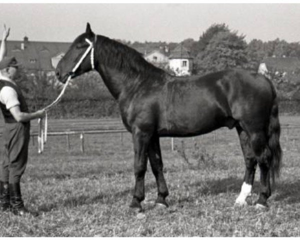 stallion Graphit Mo 1027 (Heavy Warmblood, 1951, from Gralf Mo 394) stallion Graphit Mo 1027 (Heavy Warmblood, 1951, from Gralf Mo 394)