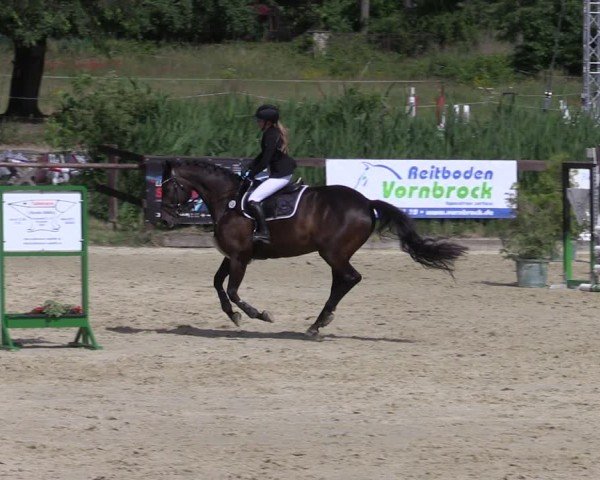 Reitturnier Schönfeld 2024