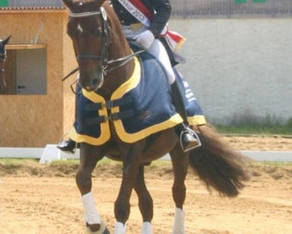 dressage horse Red Power 4 (Sachse, 1996, from Rheingraf)