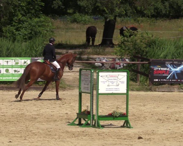 Reitturnier Schönfeld 2024